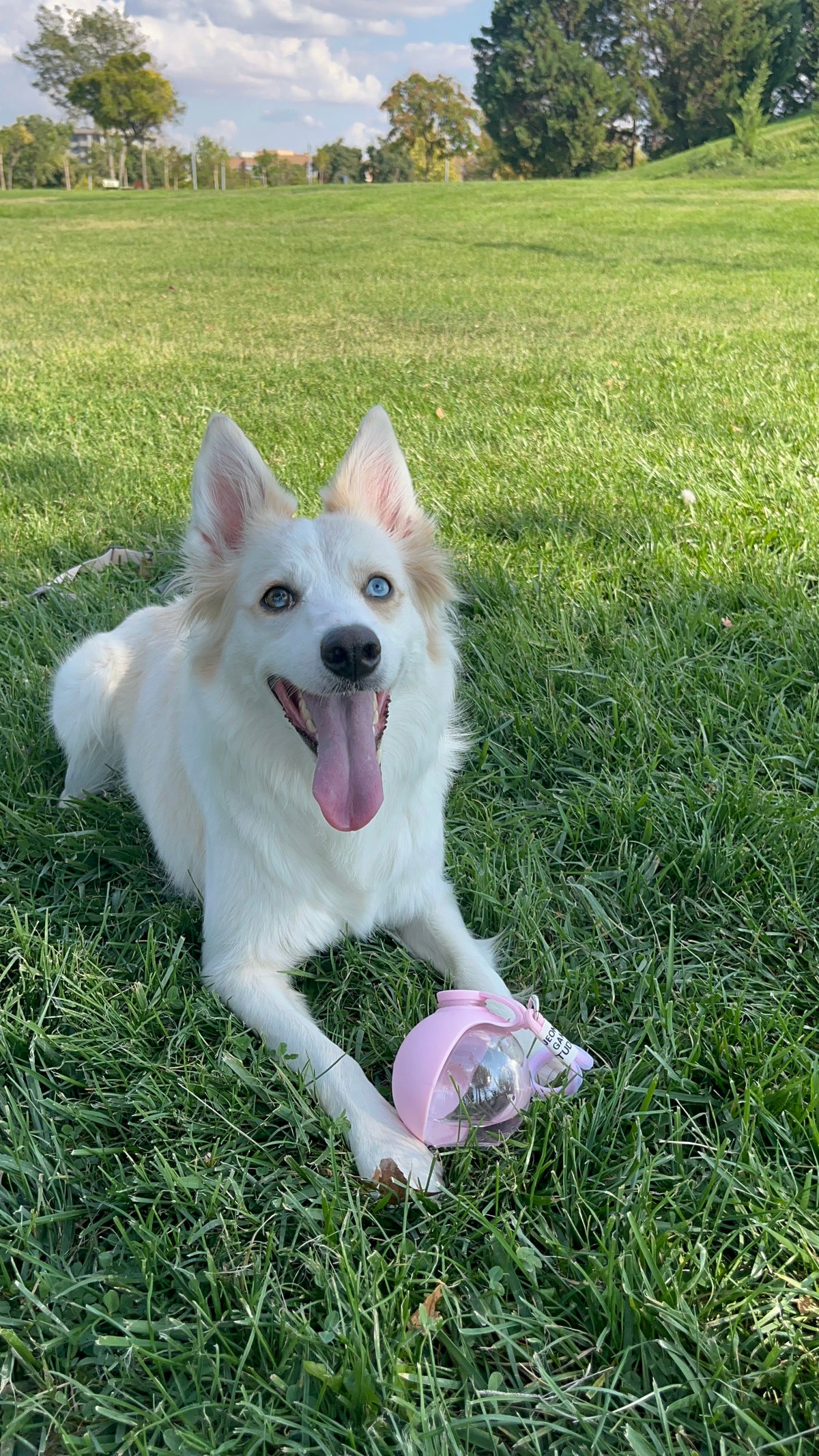 Botella de agua portátil para perros